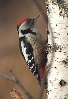 Среден пъстър кълвач  (Dendrocopos  medius )
